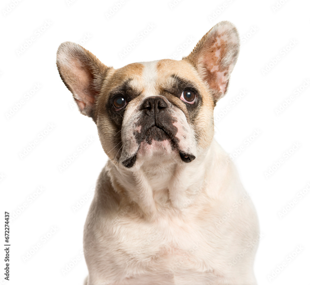 Close-up of a French Bulldog, Dog, pet, studio photography, cut out