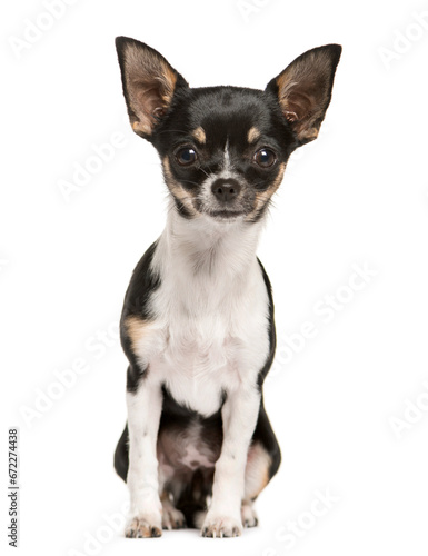 Mixed-breed Dog sitting and looking the camera, Dog, pet, studio photography, cut out © Eric Isselée
