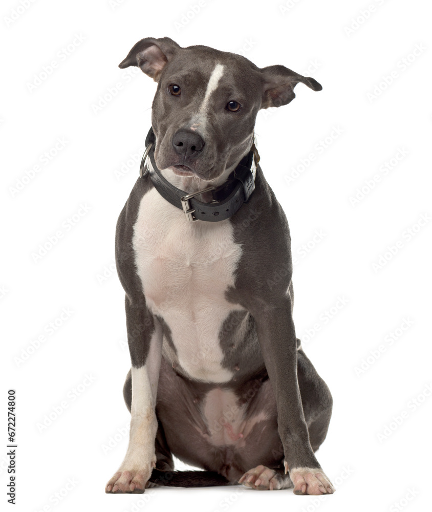 Mixed-breed Dog sitting in front of white background Mixed-breed Dog sitting in front of white background