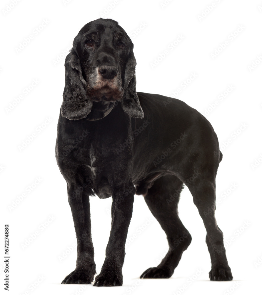 Mixed breed dog standing, cut out