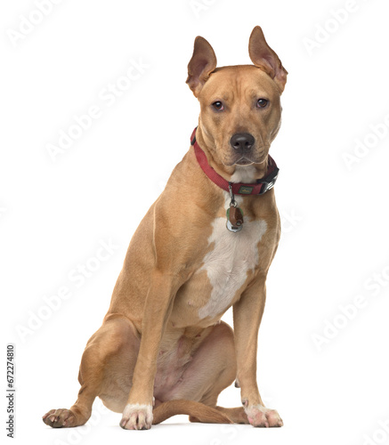 Mixed-breed Dog sitting in front of white background