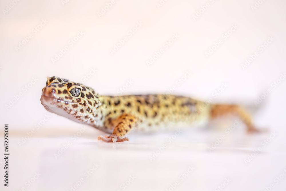 Gecko in studio, full body Gecko in studio, full body