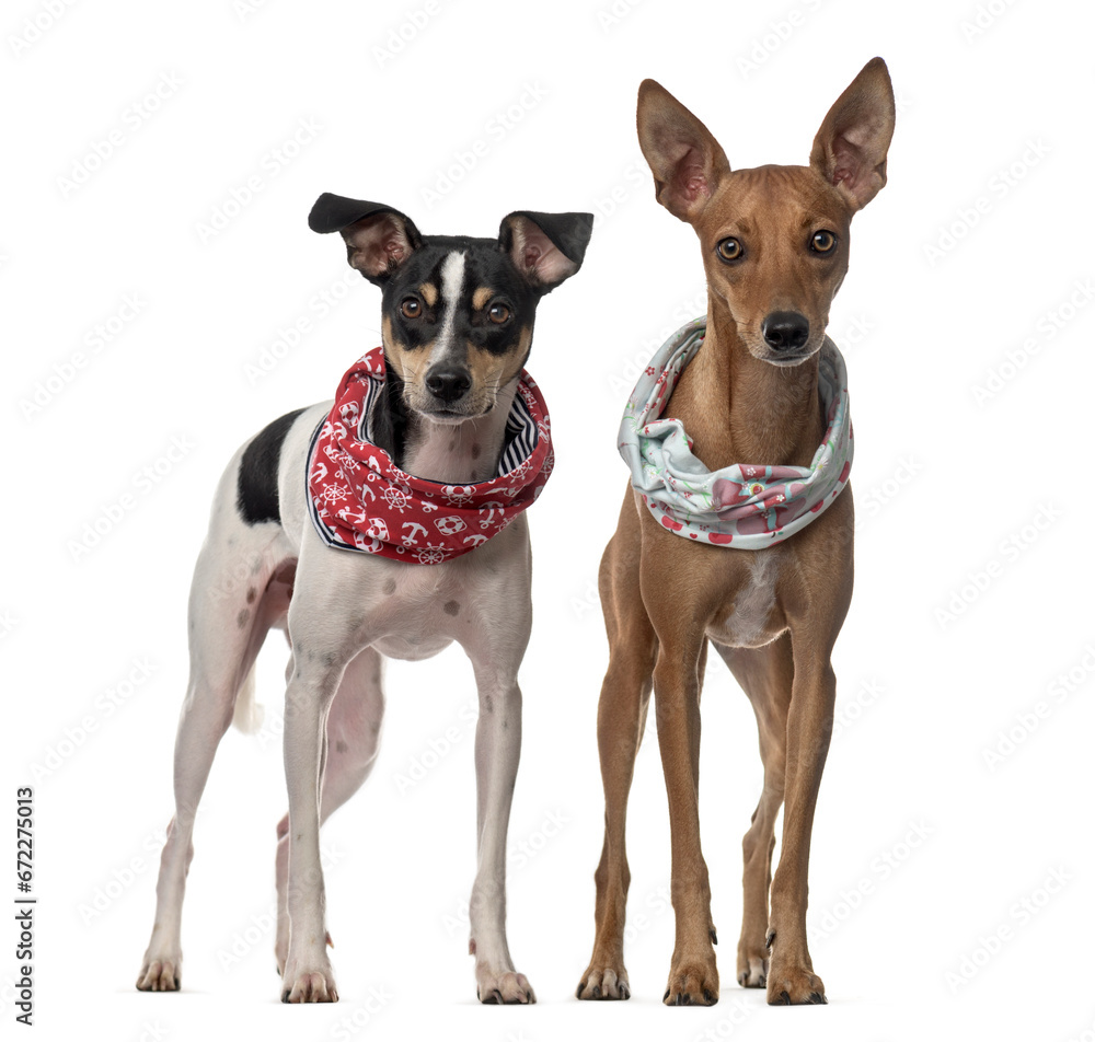 Ratonero and podenco dogs standing, cut out