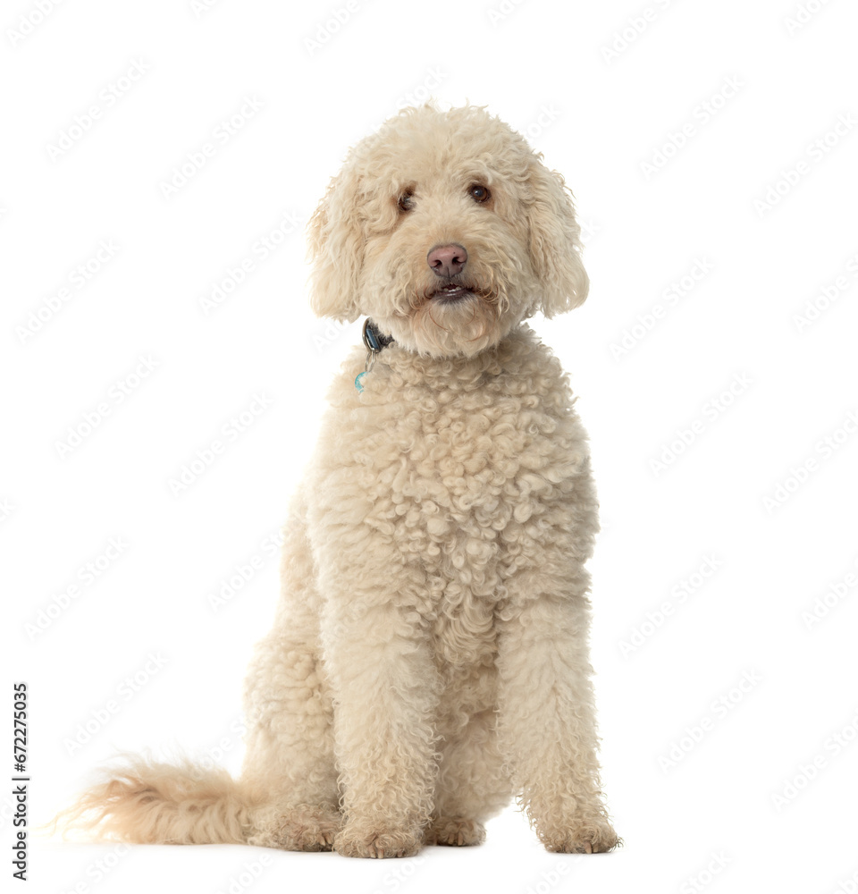 Mixed-breed Dog sitting in front of white background Mixed-breed Dog sitting in front of white background