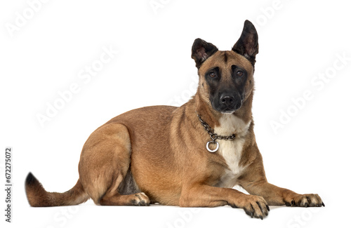 Mixed breed dog lying, cut out