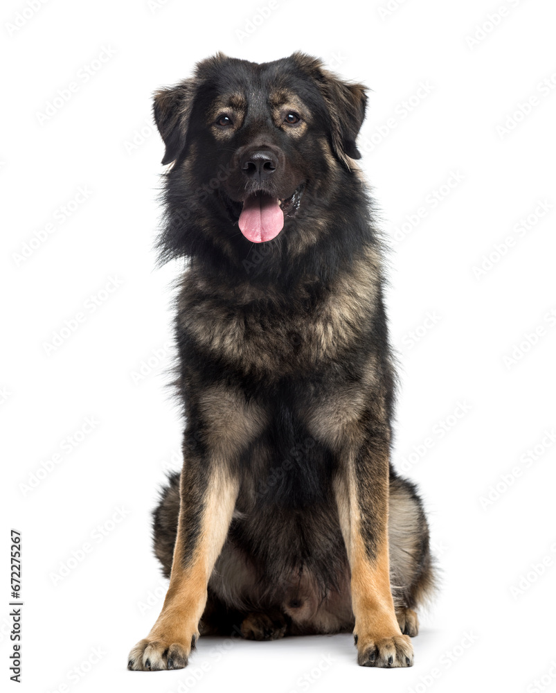 Panting Mixed-breed Dog sitting in front of the camera - obrazy, fototapety, plakaty 