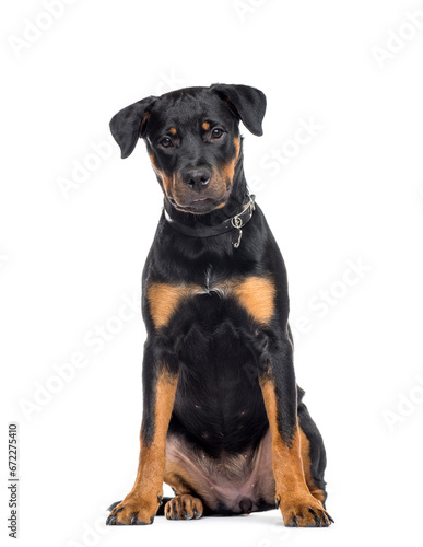 Mixed-breed Dog sitting, cut out © Eric Isselée