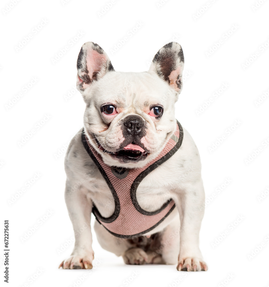 Sitting French bulldog dog standing, cut out