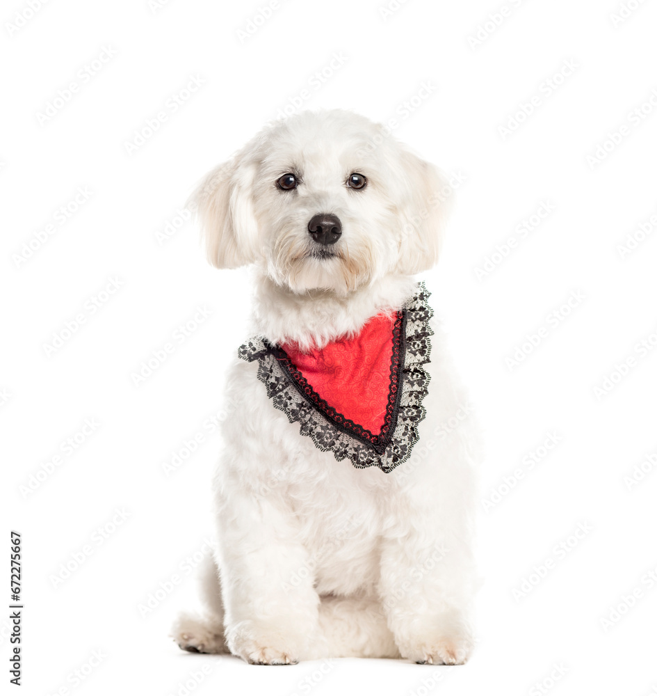 Obraz premium Sitting Coton de Tulear wearing a scarf, Dog, pet, studio photography, cut out