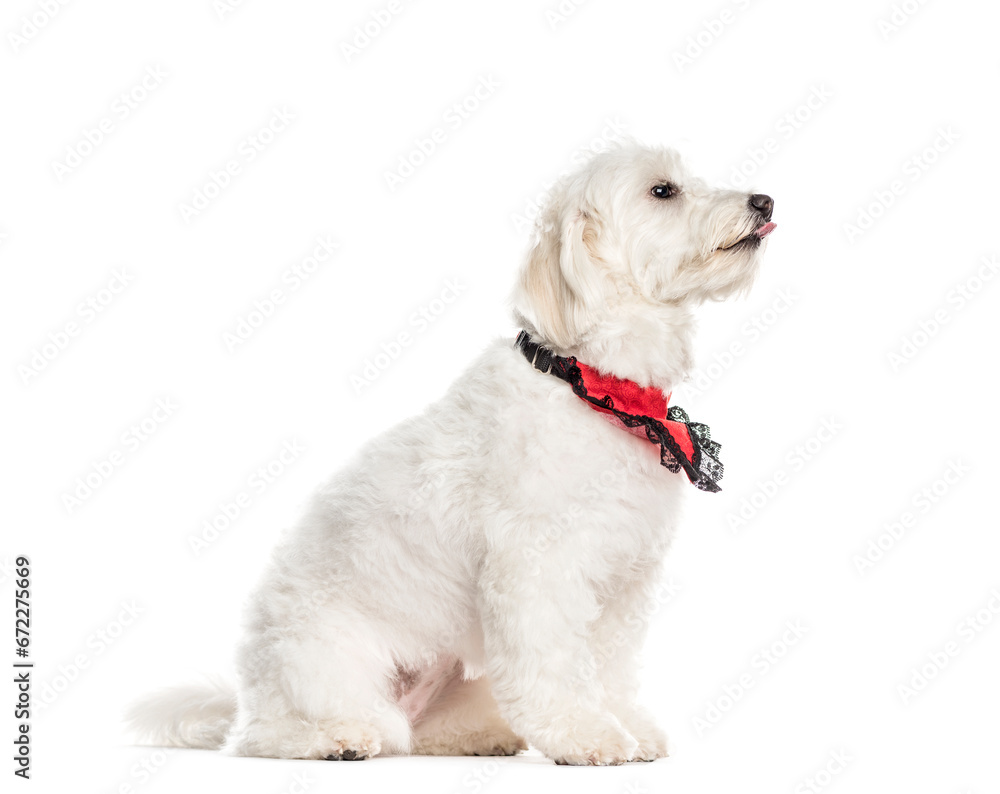 Obraz premium Sitting Coton de Tulear wearing a scarf, Dog, pet, studio photography, cut out