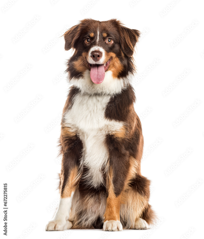 panting Mixed-breed Dog sitting in front of the camera, Dog, cut out