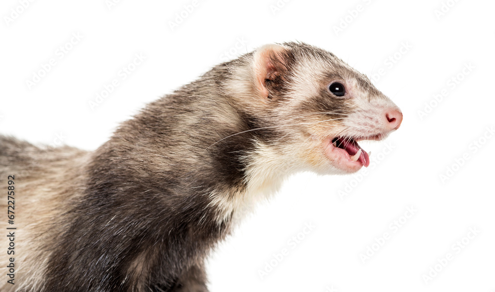 Fototapeta premium Ferret on white background, studio photography