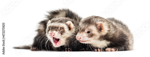 Two Ferrets on white background, studio photography
