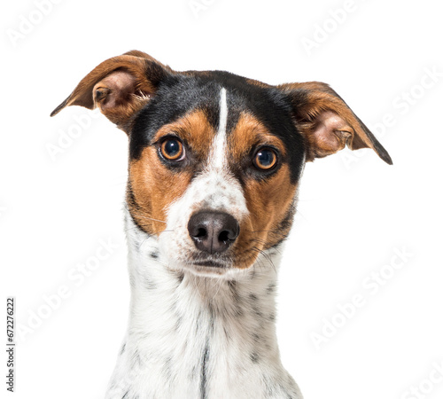 Close-up of a Ratonero Bodeguero Andaluz Dog © Eric Isselée
