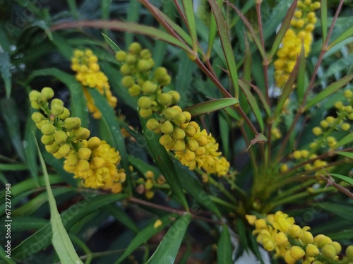 Photography Mahonia eurybracteata subsp. ganpinensis 'Soft Caress'