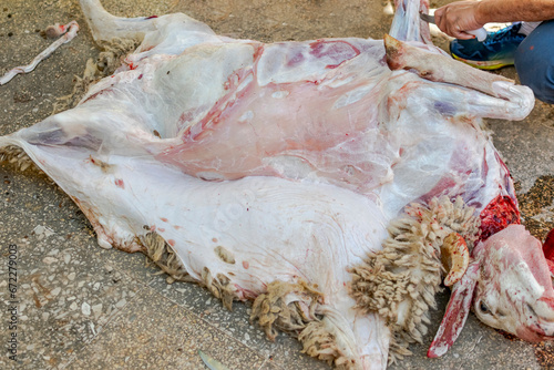 A slaughtered sheep being skinned on the ground in a house on the occasion of the Muslim festival of Aid El Adha. A man holding a knife and cutting the leg.  photo