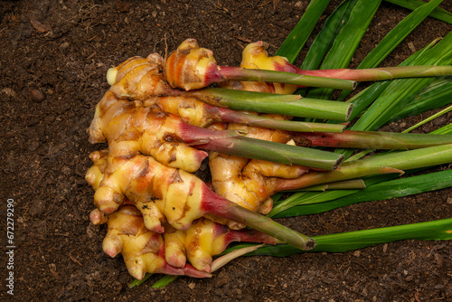 Ginger Zingiber officinale roots on ground , nature bio ginger harvest