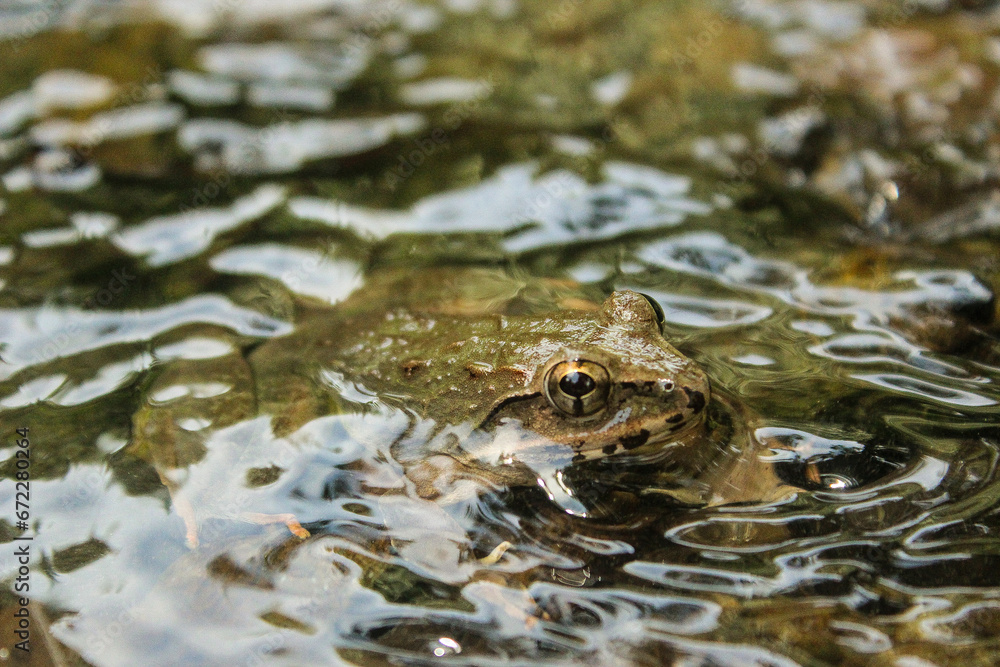 A Brown frog in the water A Brown frog in the water