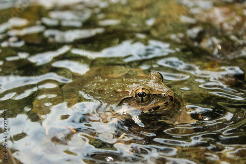 A Brown frog in the water