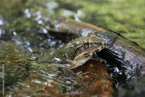 A Brown frog in the water