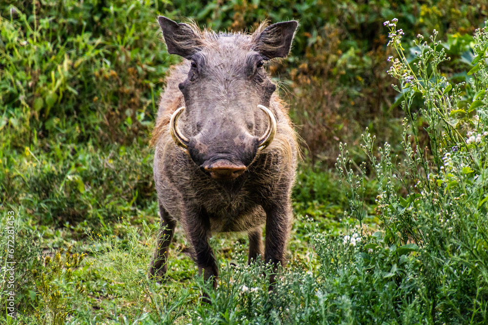 Warthog (Phacochoerus africanus) near Naivasha lake, Kenya Warthog (Phacochoerus africanus) near Naivasha lake, Kenya