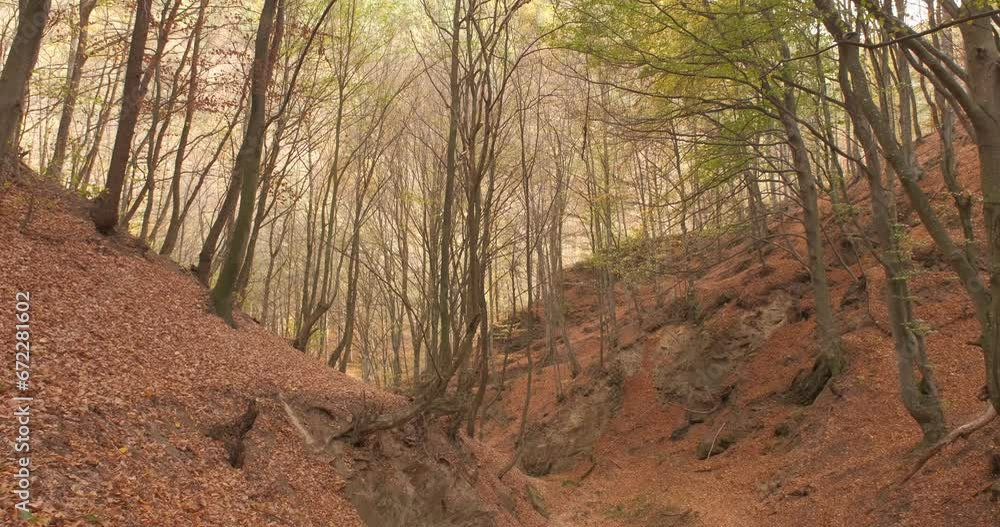 the wind blows in the autumn forest in the Romanian mountains the wind blows in the autumn forest in the Romanian mountains