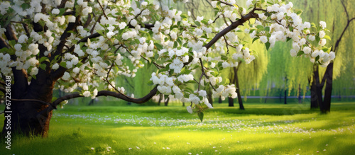 white blossoms decorating an apple tree in a grassy area, landscape-focused © Kien
