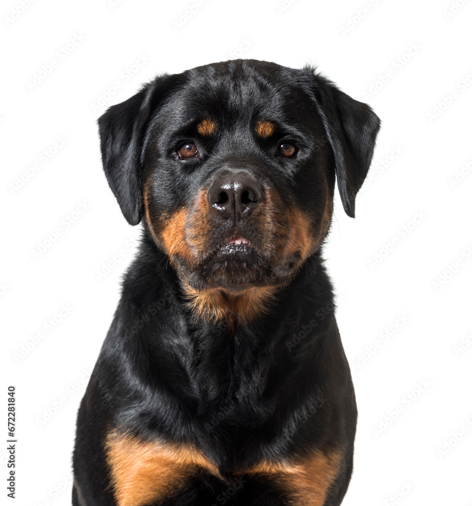 Close-up of a Rottweiler Dog, cut out