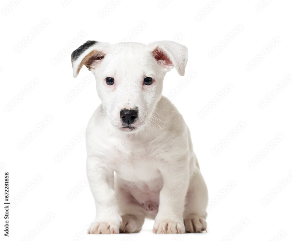 Puppy Jack Russell Terrier sitting, cut out