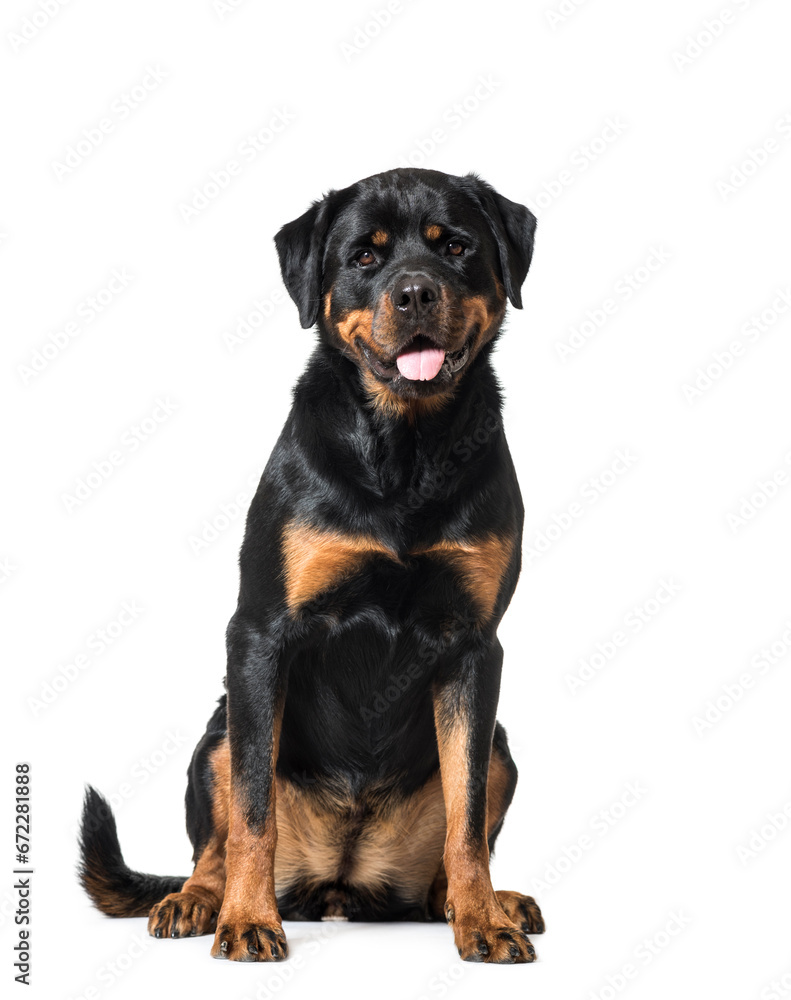Sitting and panting Rottweiler Dog, cut out