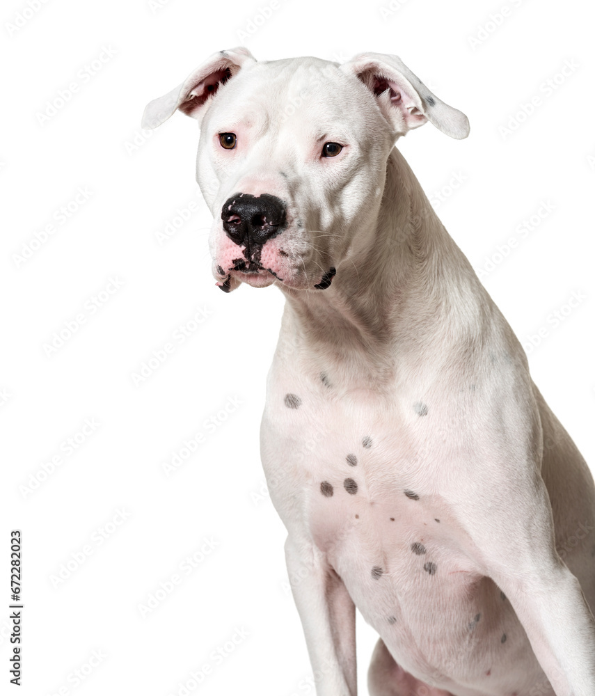 Close-up of a Sitting Argentine Dogo dog, cut out