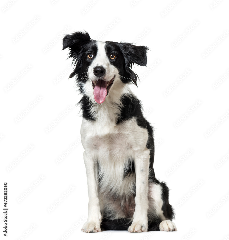 Panting Border Collie dog sitting, cut out Panting Border Collie dog sitting, cut out