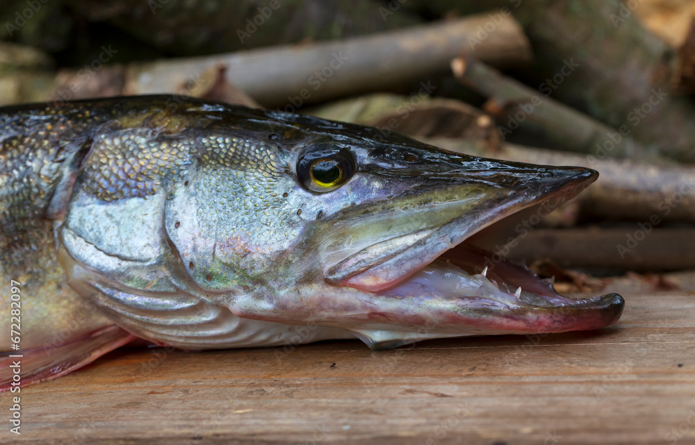 The Pike in the Detail, Esox lucius The Pike in the Detail, Esox lucius