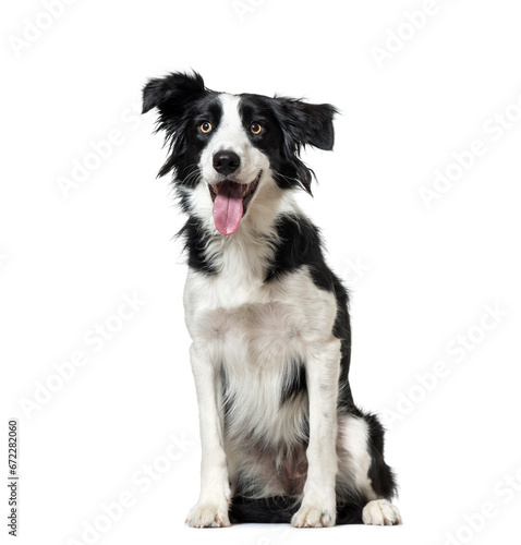 Panting Border Collie dog sitting, cut out