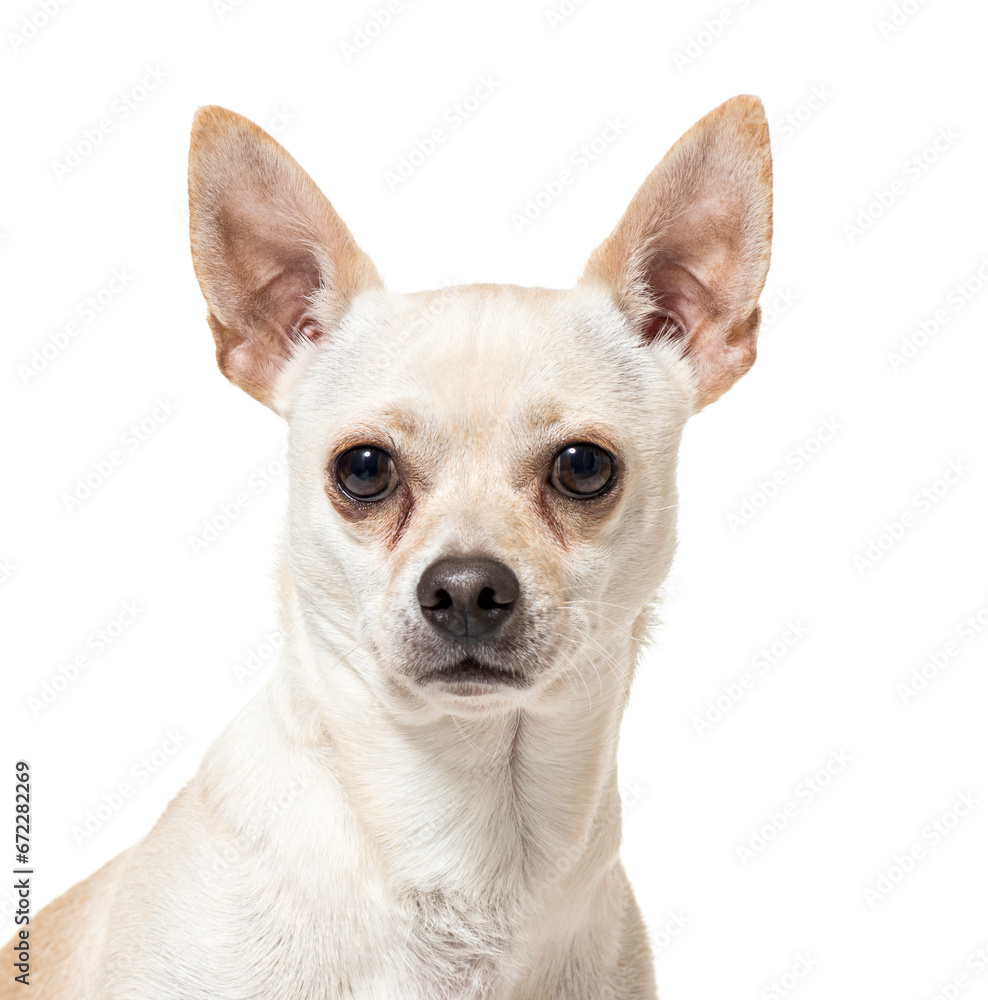 Close-up of a Chihuahua Dog, cut out