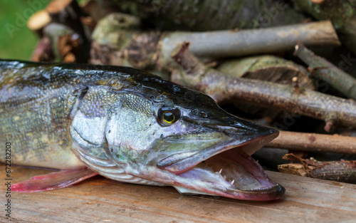 The Pike in the Detail, Esox lucius