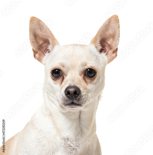 Close-up of a Chihuahua Dog  cut out