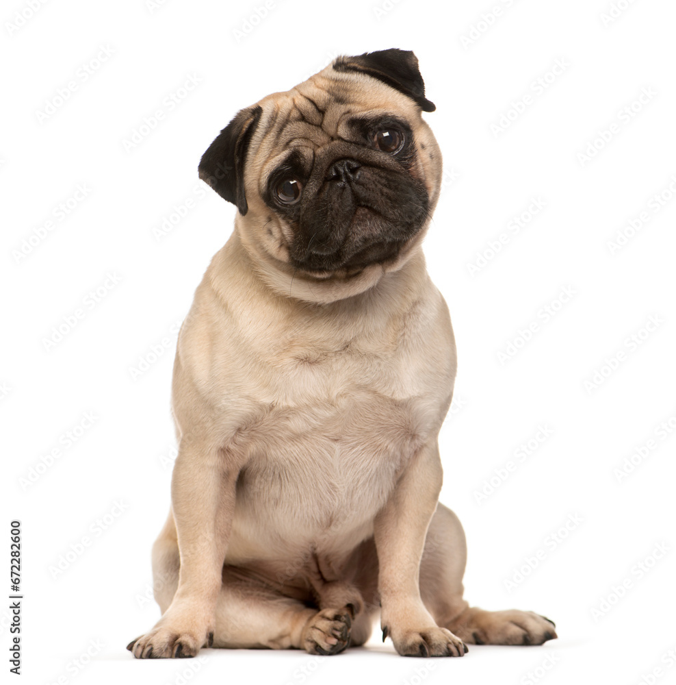 Sitting Beige Pug Dog looking at the camera isolated on white