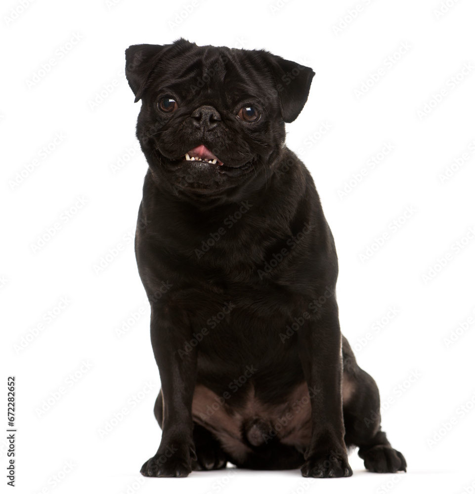 Sitting black Pug Dog looking at the camera isolated on white