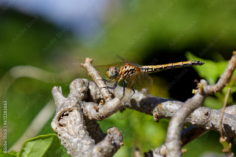 A light green dragon fly sitting on a bush with green leaves in the background. A light green dragon fly sitting on a bush with green leaves in the background.