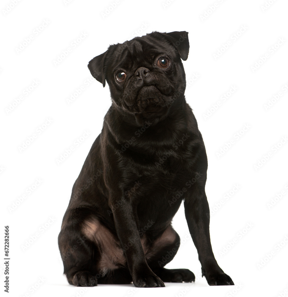 Sitting black Pug Dog looking at the camera isolated on white