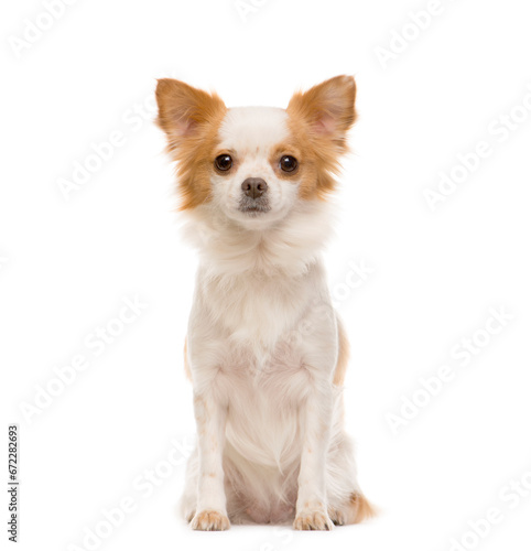 Sitting Chihuahua in front  Dog  pet  cut out