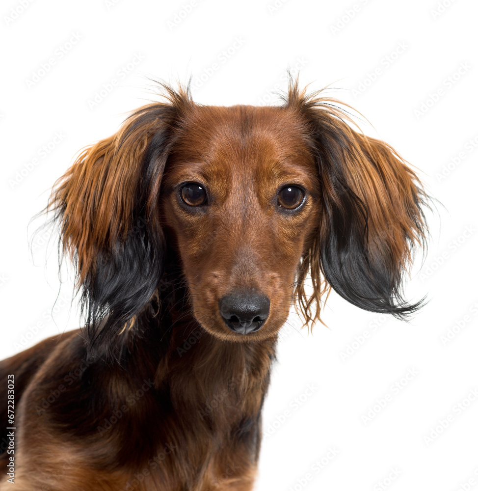 Close-up of a Dachshund Dog, cut out