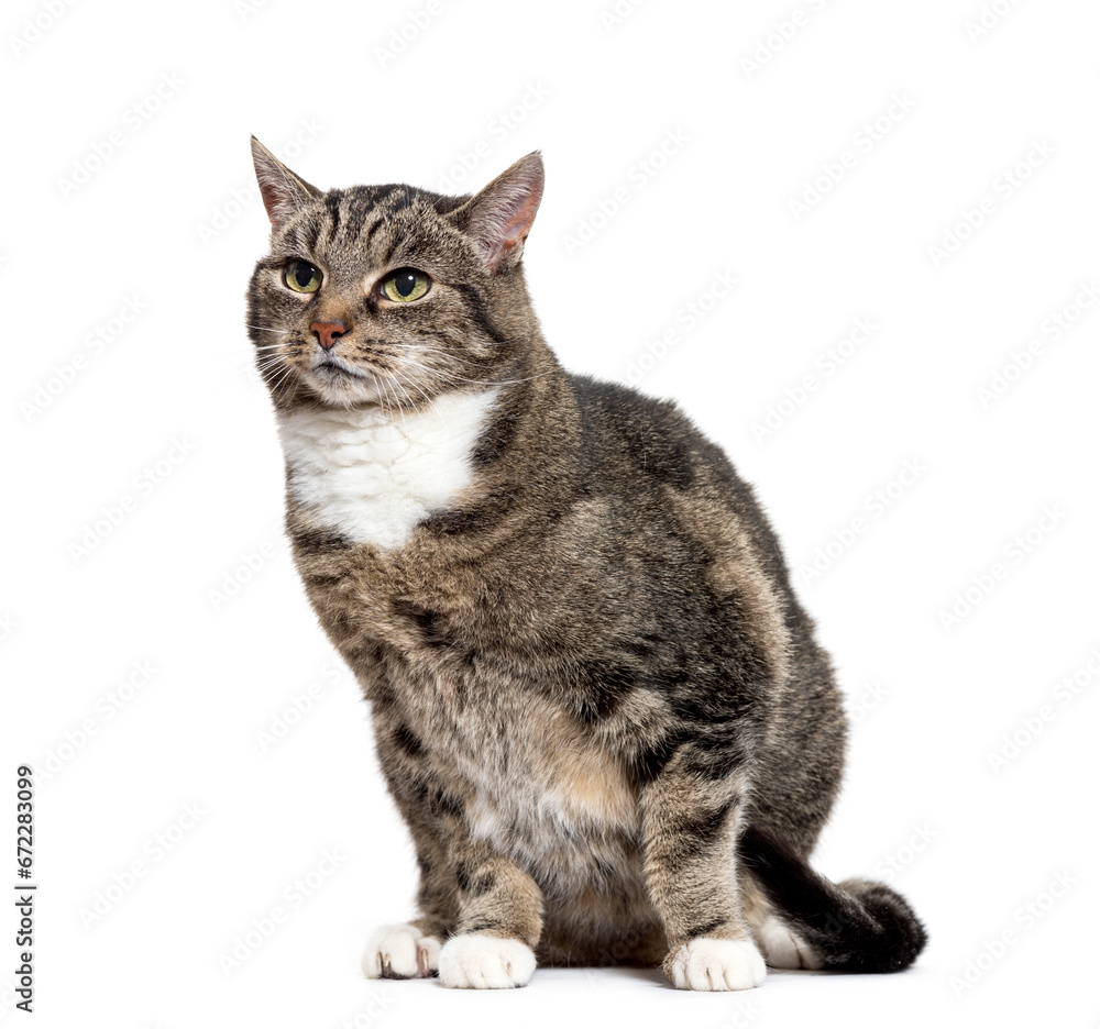 Obraz premium Mixed-breed cat sitting, cut out