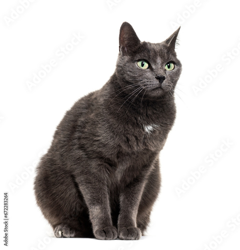 Mixed-breed cat sitting, cut out