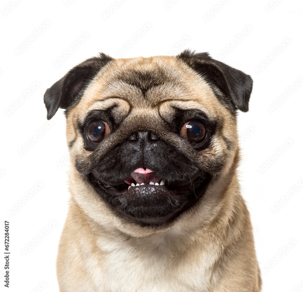 Close-up of a Pug Dog in front of a white background