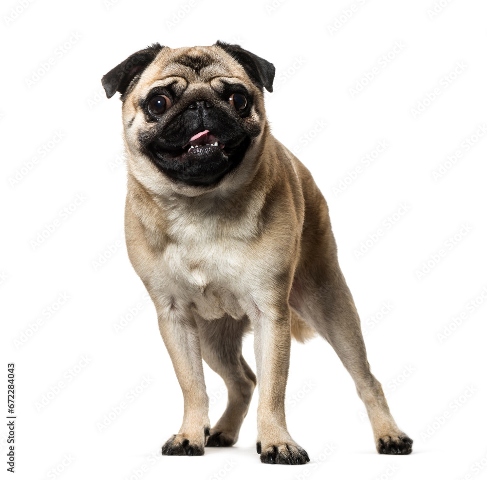 Standing Beige Pug Dog looking at the camera isolated on white