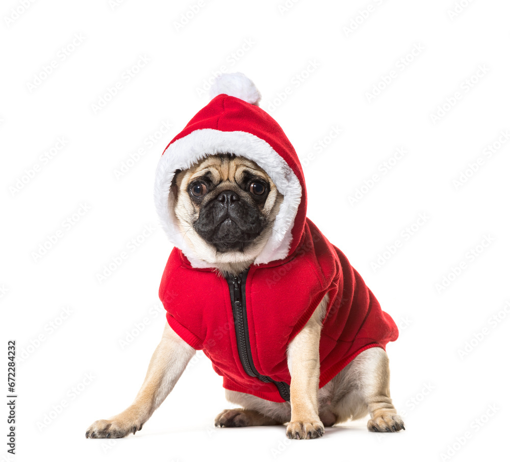 Sitting Beige Pug Dog wearing a hat, looking at the camera isolated on white