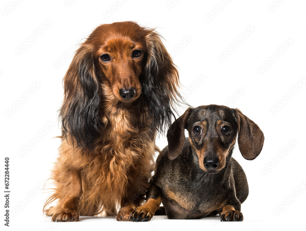Two Sitting Dachshund Dogs, cut out