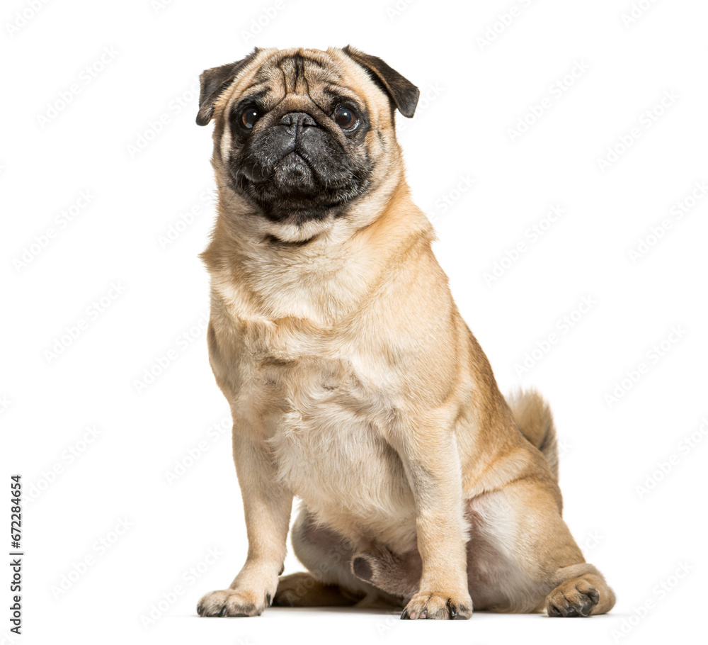 Sitting Beige Pug Dog looking at the camera isolated on white